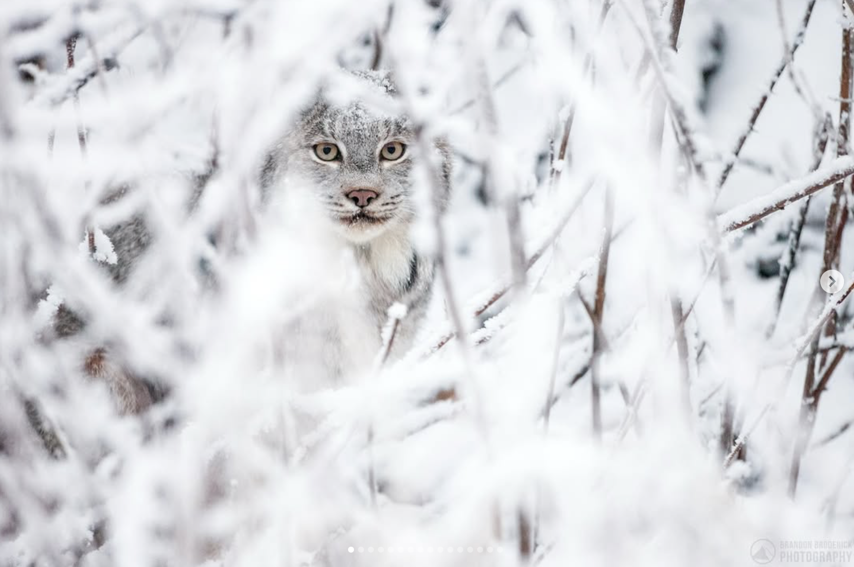 Canada Lynx | Capture Canada Lynx Now — Focus Photo Tours